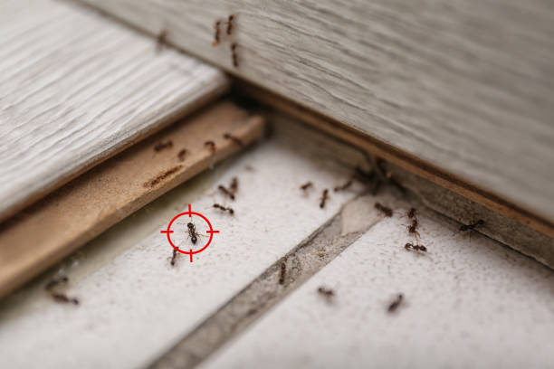 Best Affordable Pest Control Services  in Sumas, WA